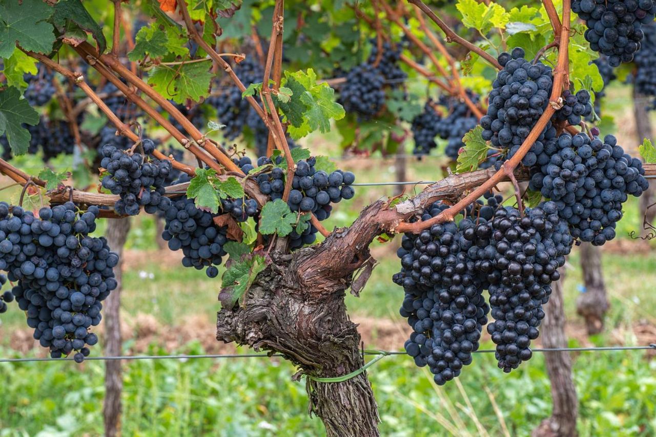 לינה וארוחת בוקר Montepulciano Stazione The Grapevine By Manvi מראה חיצוני תמונה